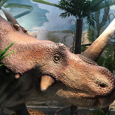 Bild vergr&ouml;&szlig;ern: Bild von einem Dinosaurier