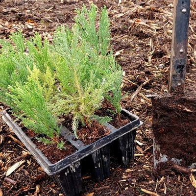 Bild vergr&ouml;&szlig;ern: Baum Saat und Sparte stehen zum einpflanzen bereit.