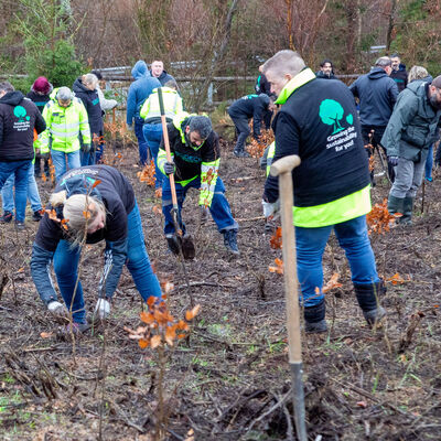 Bild vergr&ouml;&szlig;ern: Eine Gro�e Gruppe von Menschen beim pflanzen von B�umen.