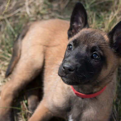 Bild vergr&ouml;&szlig;ern: Ein Hundewelpen.
