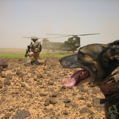 Bild vergr&ouml;&szlig;ern: Hubschrauber, Soldat und Hund.